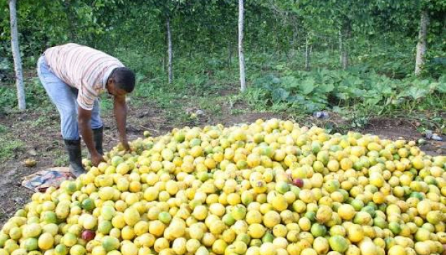 Productores de Chinola en Ocoa dicen enfrentar situación económica dificil